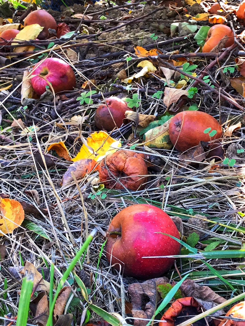Pomme-couleur-automne