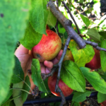 pommes-automne-verger